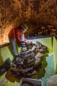 Biolog Primož Gnezda ob urejanju novega akvarija v Vivariju Proteus (foto: Iztok Medja za Postojnsko jamo).