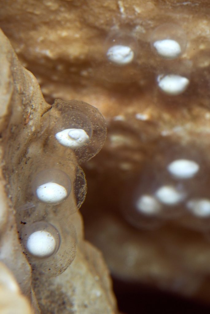 Jajčeca človeške ribice (foto: Postojnska jama)