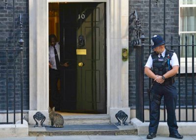 Maček Larry ostaja na Downing Streetu 1