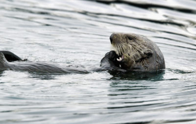 Morska vidra je ogrožena živalska vrsta. Danes je zavarovana s številnimi zakoni. (Foto: Getty Images)
