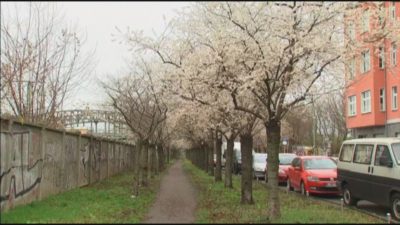 (VIDEO) Zima je prišla češnje cvetijo 1
