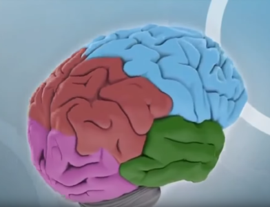 Vsak del možganov opravlja svojo funkcijo (foto: printscreen/Youtube).