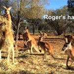Roger, nabildan kenguru 6