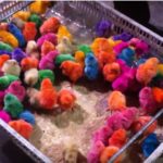 [Video] Poglejte, kako Američani za Veliko noč barvajo piščance, da bi se bolje prodajali 1
