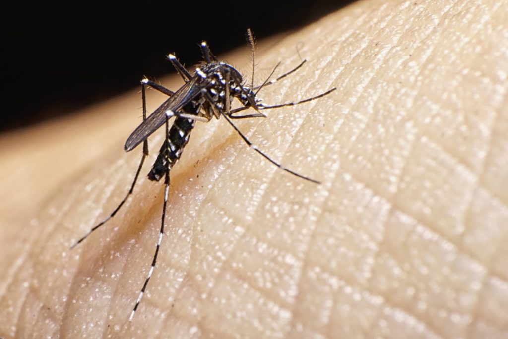 Virus Zahodnega Nila se širi: v Grčiji in Severni Makedoniji že 13 mrtvih