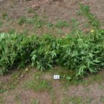 V okolici Velenja policisti zasegli več kot 200 sadik konoplje 4
