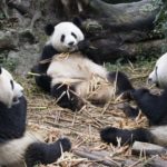 Dosežek stoletja: orjaška panda ni več med ogroženimi vrstami 1
