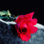 Red rose on the tombstone, roža