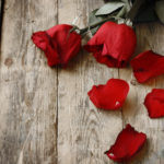 Two have wilted red roses, roža