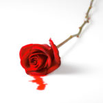 bleeding red rose on white background