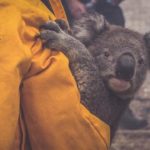 IAG0039_NRMA_TheHub_Koala_1650x720px_v1