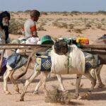sahara nomadi