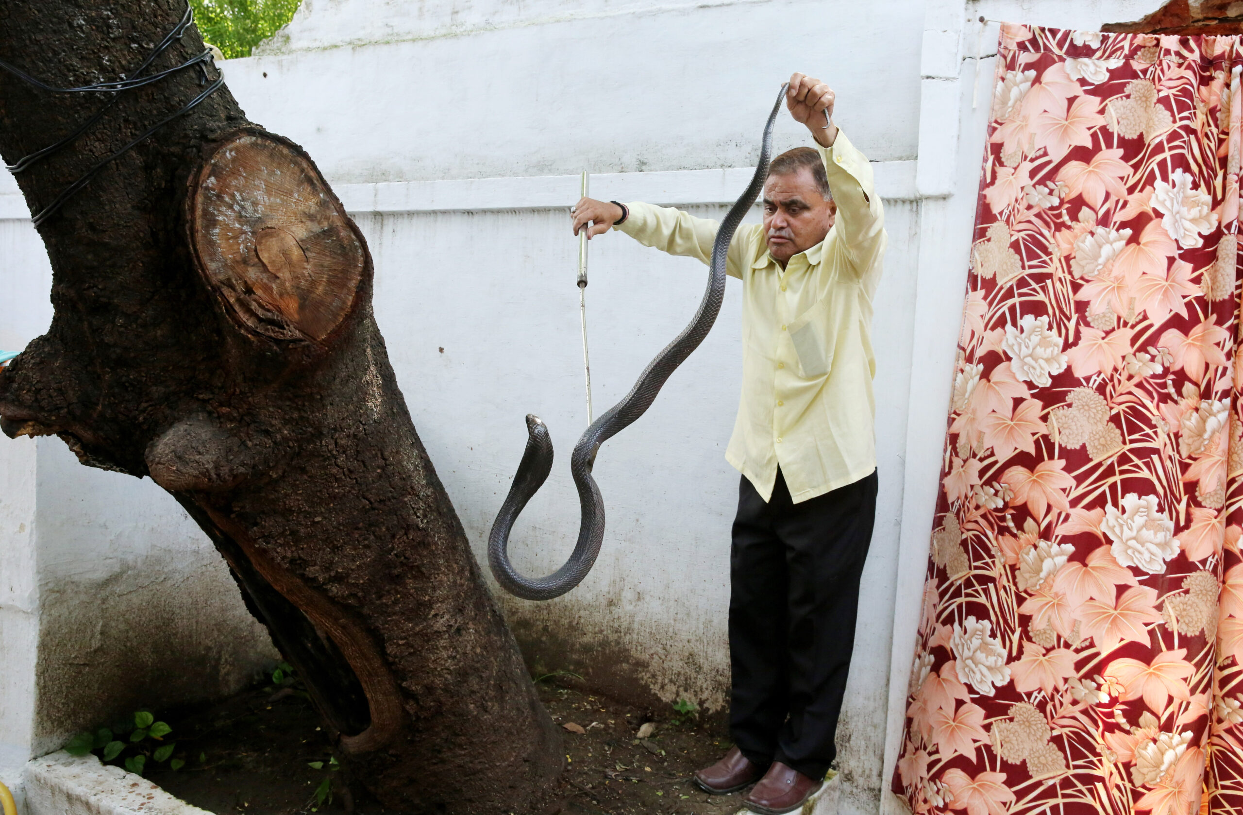 Snake catcher catches Cobra snake in Bhopal, India Nova24TV