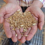 Wheat harvesting in Egypt