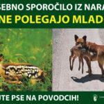 srne-polegajo-mladice1