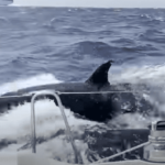 ORca-attack