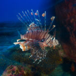 Speed Lion Fish (Pterois volitans), Mayotte