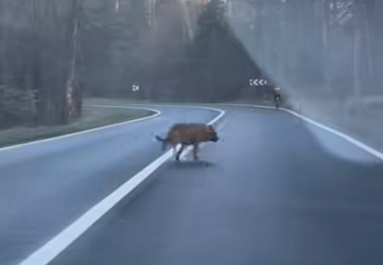 [Video] Romunija: Volk zasledoval kolesarja – lahko bi se končalo tragično