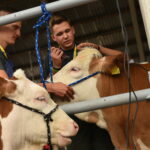 veterinar krava