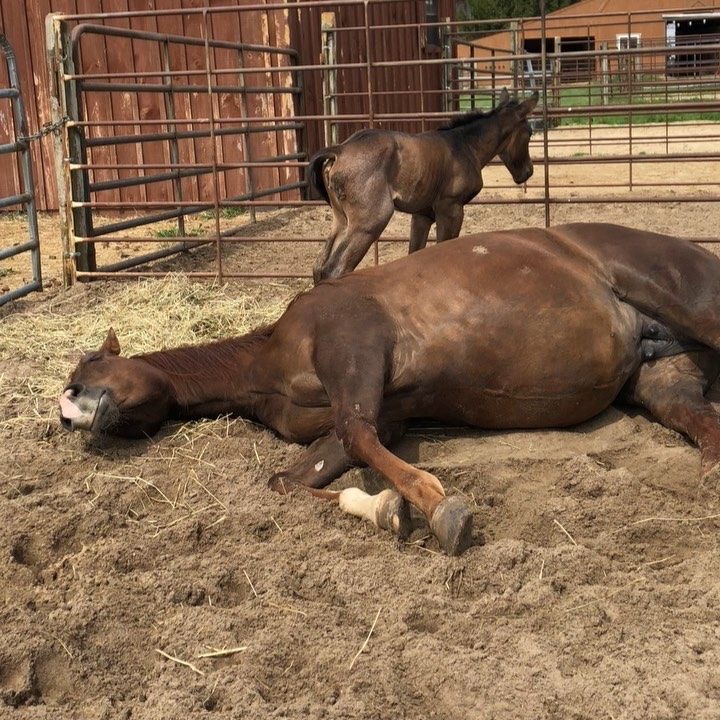 Poziv k odstopu poslanke Svobode: neprevzemanje odgovornosti je očitno modus operandi zakoncev Derganc