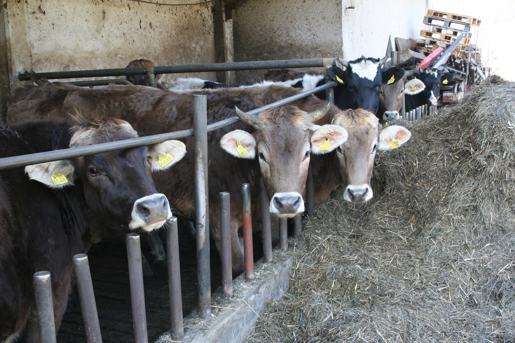 Škandalozno: Golobova vlada pušča gorske kmete na cedilu