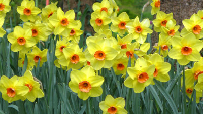 Mozirski gaj ponovno odpira svoja vrata