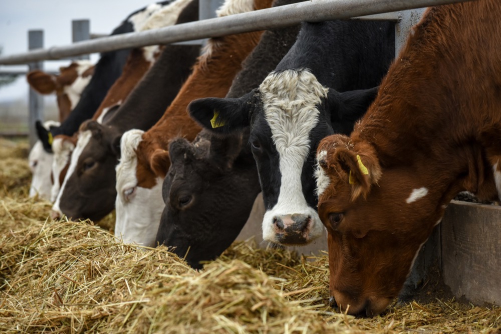 Izbruh slinavke in parkljevke v Xinjiangu: Kitajska sumi na Rusijo