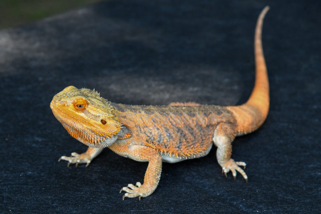 V Mariboru sejem eksotičnih živali