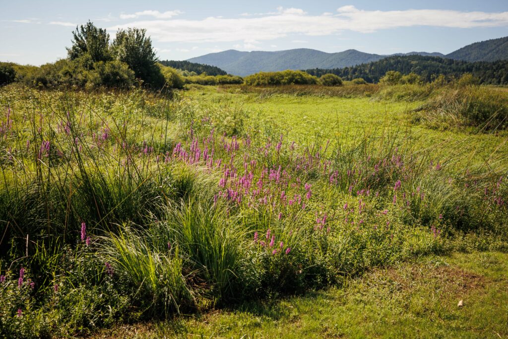 Bi imeli kompost s Cerkniškega jezera?
