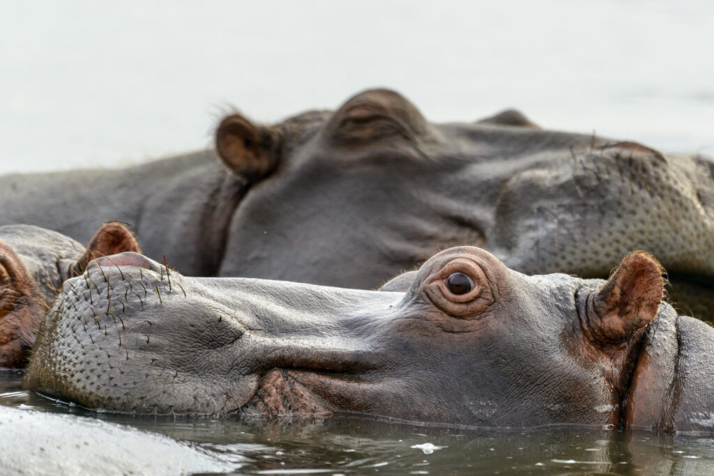 Kolumbija načrtuje odstrel do 80 povodnih konjev iz Escobarjevega živalskega vrta