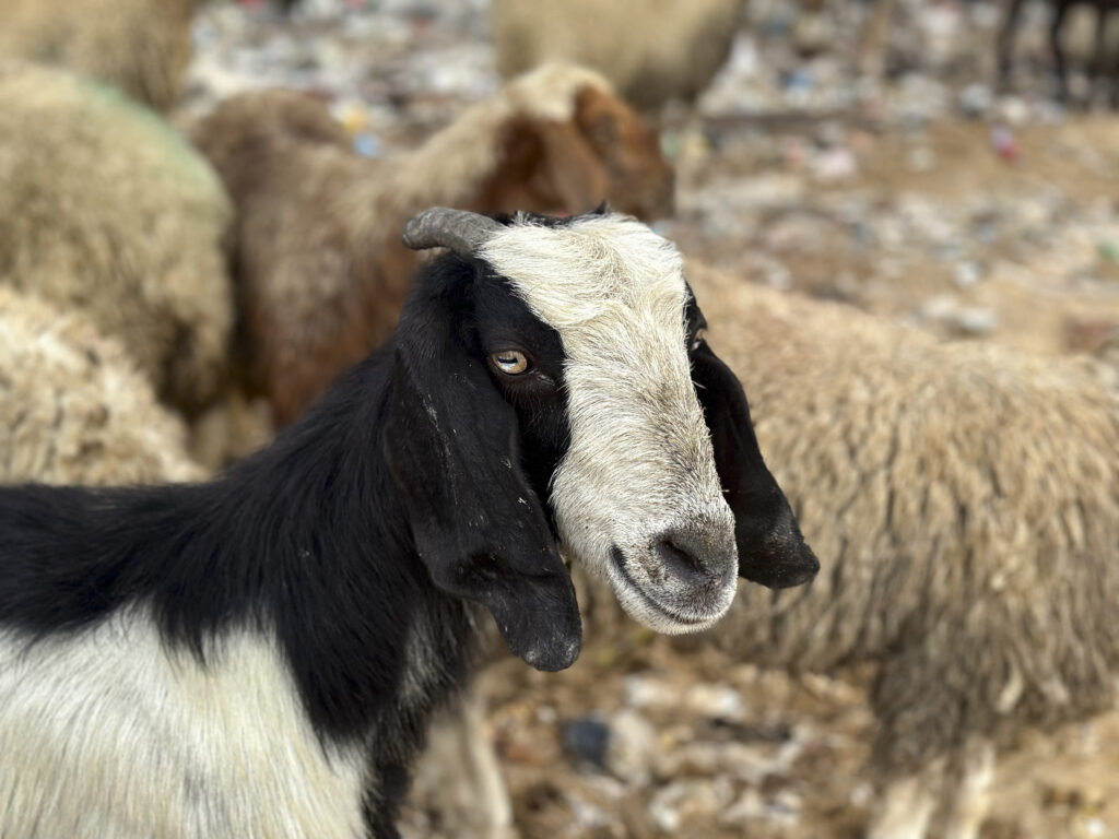 Francija: Afganistanec obtožen serijskega posiljevanja ovc in koz
