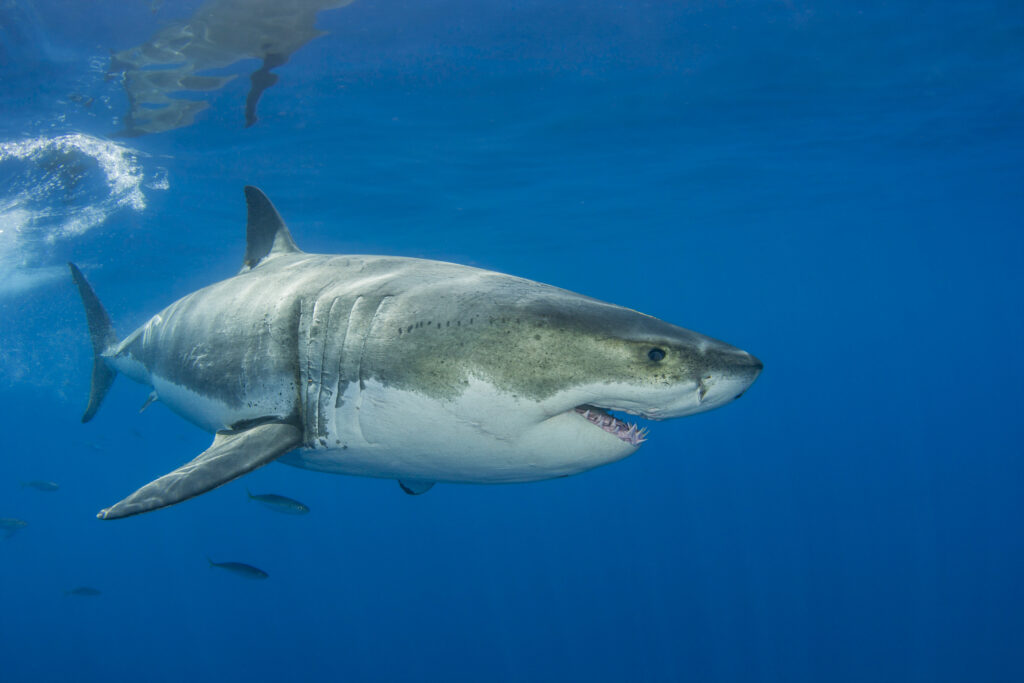 Morski psi ljudožerci imajo radi hrvaško morje – obstaja razlog