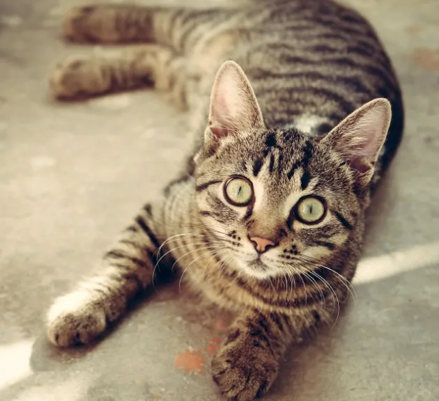 Italija: migrant v parku ubil mačko, da bi jo skuhal