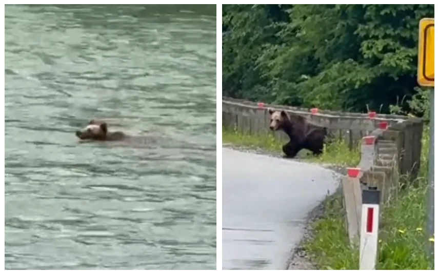 [Video] Tako je “migrant” preplaval Kolpo in se priplazil na slovenski breg