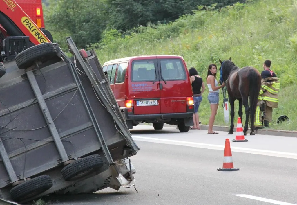 Na dolenjski avtocesti avtomobil trčil v dva konja, eden poginil