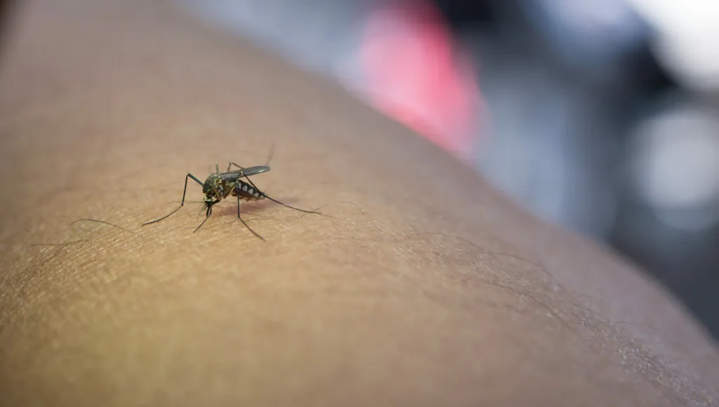 Po Evropi se širi virus za katerega ni zdravil in cepiva